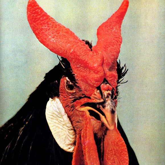 barrettzenger